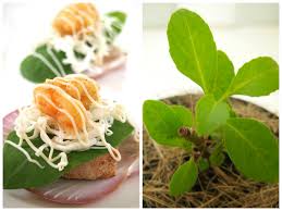 Image result for health benefits of longevity spinach