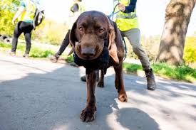 rettungshund