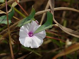 Image result for Ipomoea sagittifolia