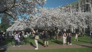 Peak Bloom is Around the Corner: What to Know About Seattle's Cherry Blossoms