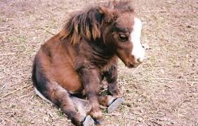 sad horse