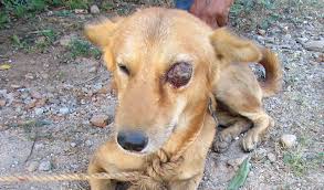 Image result for eyeball enucleation cattle