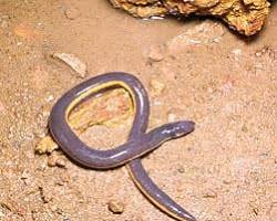 Cobra-cega-cingalesa