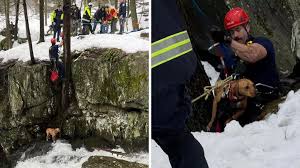 Young K9 Stranded on Tiny Ledge Rescued by Patterson ...