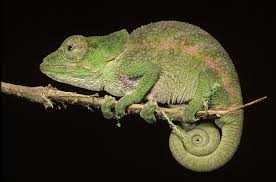 Image result for chameleon