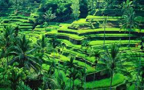 Hasil gambar untuk ubud kintamani tour