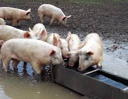 Image result for Pigs at trough