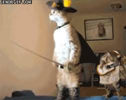 Image result for funny cat gifs