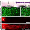 Story image for Cord Blood Zinc Levels from Medical Xpress