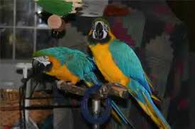 Image result for african grey parrot for sale