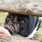 Pig Virus Makes Unexpected, Problematic Leap Into Human Cells