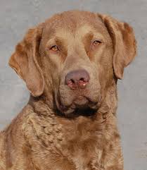Image result for "Chesapeake bay retriever"