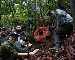 Gambar Bunga Rafflesia di Taman Nasional Bukit Barisan Selatan