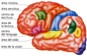 Resultado de imagen de zones del cervell