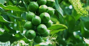 Mắc ca Lai Châu, Nữ hoàng các loài quả