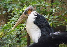 Risultati immagini per marabu