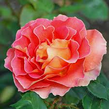 Image result for tea roses