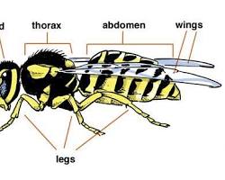 Image of Insect body plan