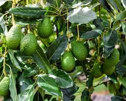 Image of Avocado trees