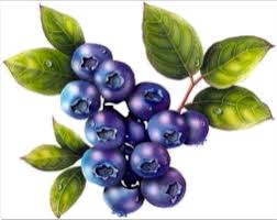 Image result for blueberries