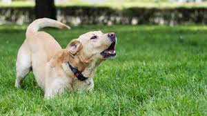 Por que o mês de agosto é chamado de 'Mês do Cachorro Louco'? Entenda a explicação