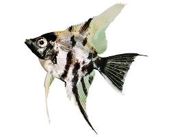 Angelfish aquarium pet