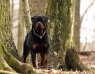 Beyer-rottweiler-fotografie