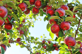 apple tree ile ilgili görsel sonucu