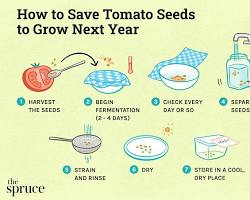 Image of Saving seeds from tomato