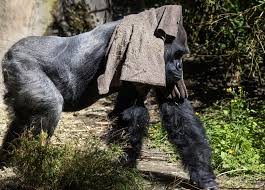 Pacific Northwest Weather Cools Down After Hottest Day