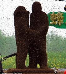 Résultat de recherche d'images pour "covered in bees"