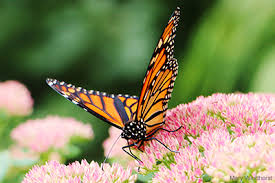 Image result for wildlife