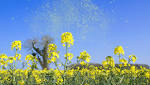  One in five hay fever sufferers take time off work because of their allergy, study finds