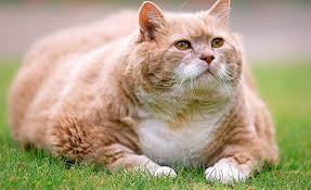 Image result for obesity cat