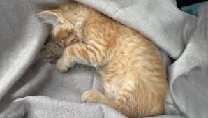Trend Google: gattino