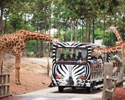 清邁夜間動物園 狩獵區的圖片