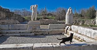 Image result for roman cats