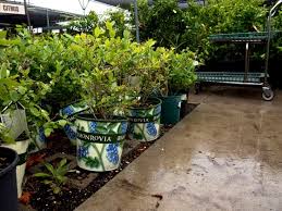 Image result for monrovia green pot