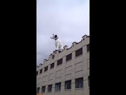 Image result for nipper albany