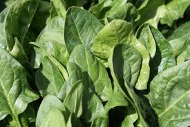 Image result for health benefits of longevity spinach