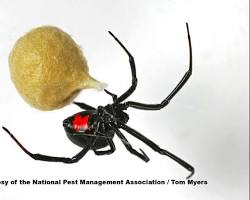 Black widow spider venomous spider
