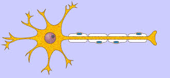 Resultado de imagen para GIF ANIMADOS  PSICOFISIOLOGIA