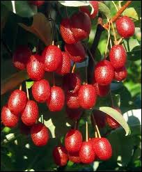 Image result for goumi