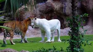 Resultado de imagen de imagenes de loro parque