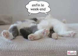 Résultat de recherche d'images pour "image de chat mdr"