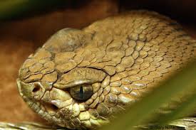 Bildergebnis für rattlesnake