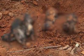 Homem é indiciado por maus-tratos após polícia encontrar animais mortos e mutilados em imóvel em Adamantina