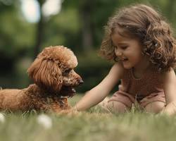 Hình ảnh về Poodle dog performing a trick for a child