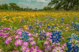How to find wildflowers in Texas using TxDOT’s new map
