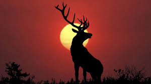 Image result for beautiful deer